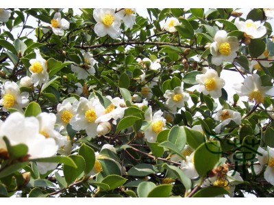 Aceite de Camelia - Té verde