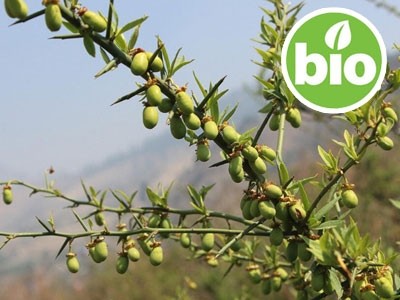 Aceite de Dathelo 1ª presión BIO