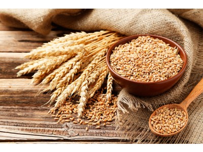 Aceite de Germen de Trigo Virgen de 1ª presión