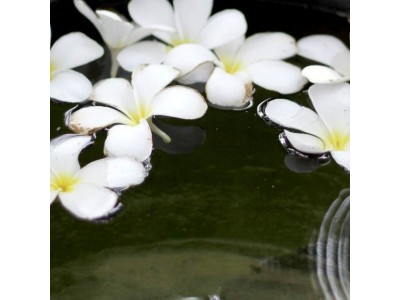 Monoi de Tahití Original (no Perfumado)