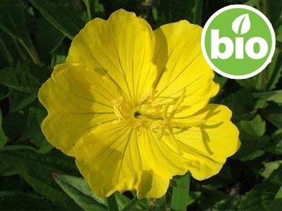 Aceite de Onagra Virgen 1ª presión BIO