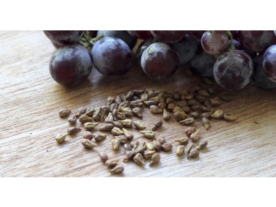 Aceite de Pepita de Uva