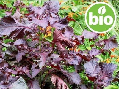 Aceite de Perilla Virgen 1ª presión BIO