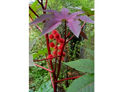 Aceite de Ricino Sulfatado (aceite rojo de Turquía)