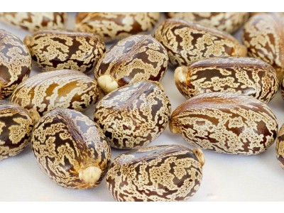 Aceite de Ricino Refinado - Calidad Extra