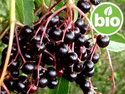 Aceite de Sauco 1ª presión BIO