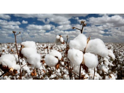 Aceite de Semillas de Algodón