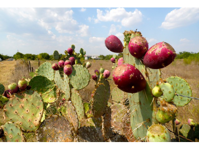 Aceite de Semillas de Higo Chumbo BIO