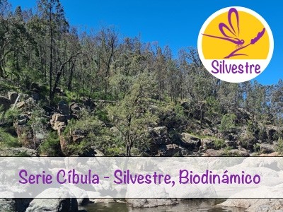 Aceite Esencial de Ciprés Blanco Australiano