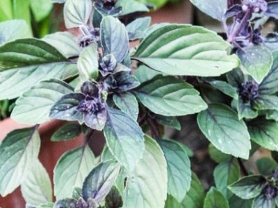 Aceite Esencial de Albahaca Alcanforada