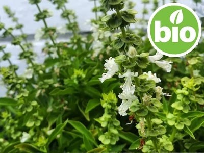 Aceite Esencial de Albahaca Dulce BIO - Qt Linalol