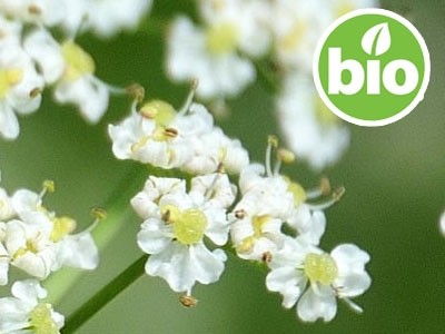 Aceite Esencial de Alcaravea BIO