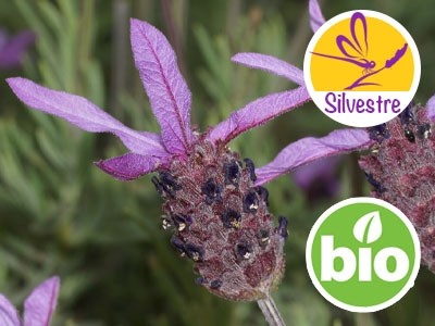 Aceite Esencial de Cantueso Silvestre y BIO