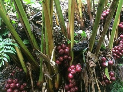 Aceite Esencial de Cardamomo Negro