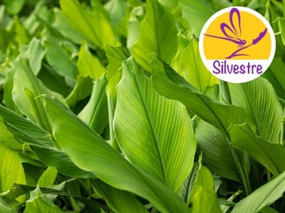 Aceite Esencial de Cúrcuma Silvestre BIO - Hojas