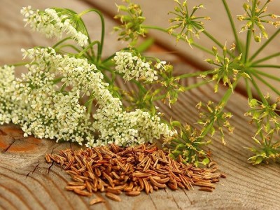 Aceite Esencial de Alcaravea