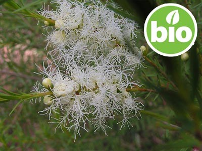 Aceite Esencial de Árbol del té BIO - Sudáfrica