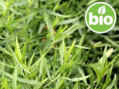 Aceite Esencial de Estragón BIO