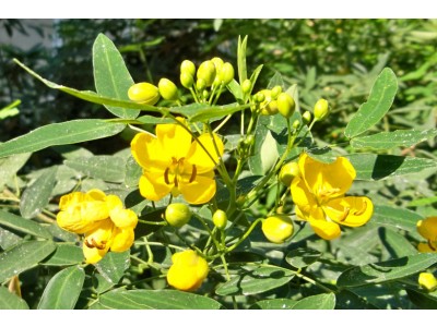 Aceite Esencial de Bálsamo de Gurjún