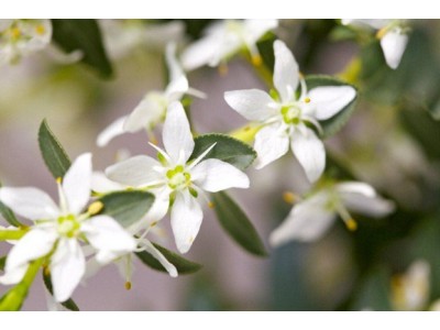Aceite Esencial de Buchu