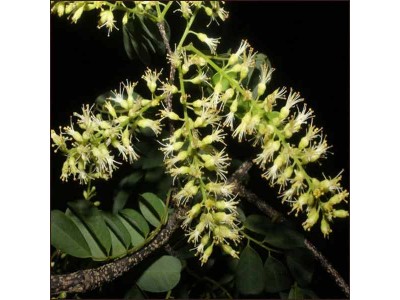 Aceite Esencial de Cabreuva