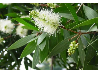 Aceite Esencial de Cajeput