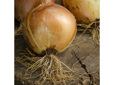 Aceite Esencial de Cebolla