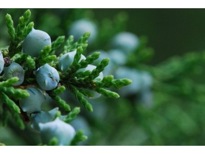 Aceite Esencial de Cedro de Virginia