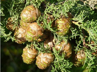 Aceite Esencial de Ciprés - España