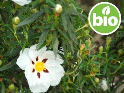 Hidrolato de Jara BIO - Silvestre