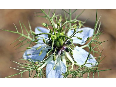 Aceite Esencial de Comino