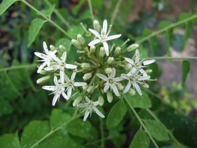 Aceite Esencial de Curry