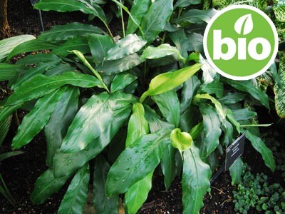 Aceite Esencial de Cardamomo BIO