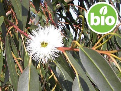 Aceite Esencial de Eucalipto Glóbulo BIO