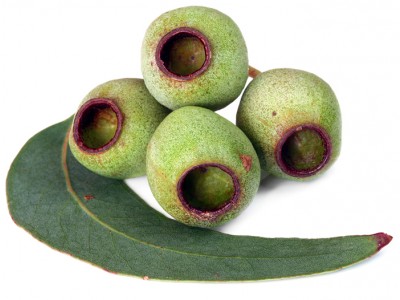 Aceite Esencial de Eucalipto Smithii BIO