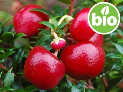 Aceite Esencial de Gaulteria BIO