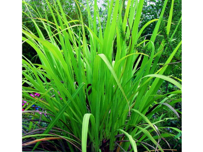 Aceite Esencial de Gingergrass