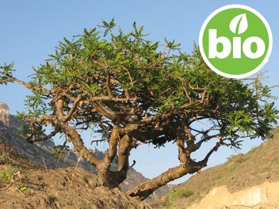 Aceite Esencial de Incienso - Boswellia carterii BIO