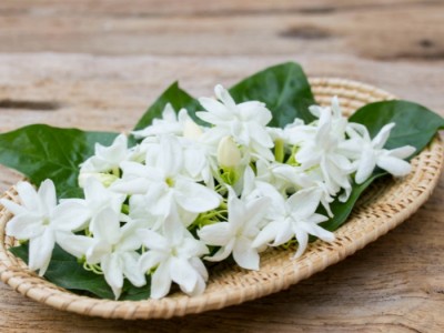 Absoluto de Jazmin Grandiflorum