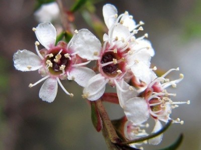 Aceite Esencial de Kanuka