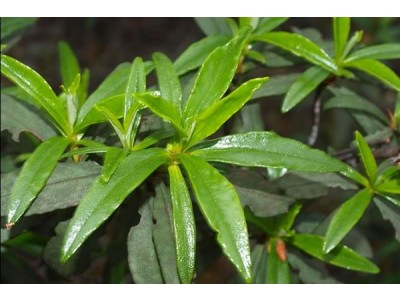 Aceite Esencial de Ládano