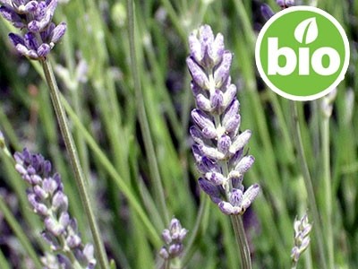 Aceite Esencial de Lavandin Super BIO Rebajado (5%)