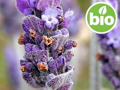 Aceite Esencial de Lavanda Blanca BIO