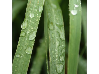 Aceite Esencial de Lemongrass