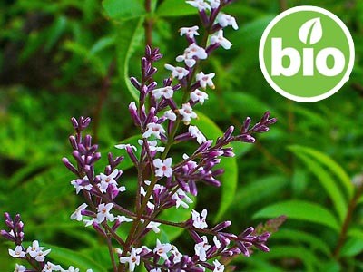 Aceite Esencial de Hierba Luisa / Cedrón BIO