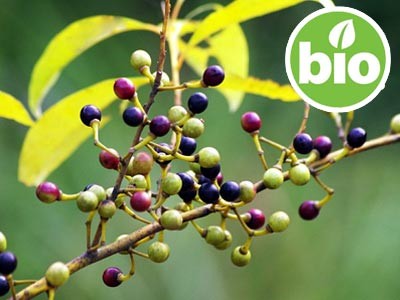 Aceite Esencial de Litsea Cubeba BIO / Verbena Exótica BIO