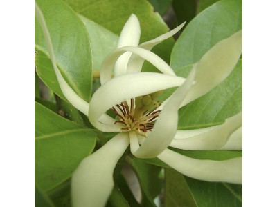 Aceite Esencial de Magnolia (hojas)
