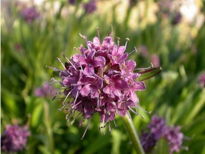 Aceite Esencial de Nardo del Himalaya - Jatamansi