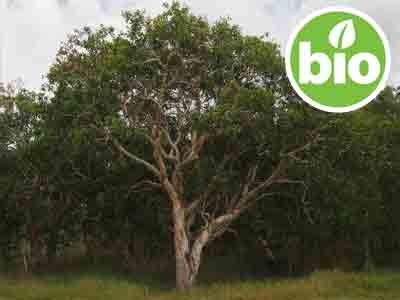 Aceite Esencial de Niaouli BIO