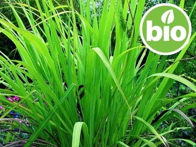 Aceite Esencial de Palmarosa BIO